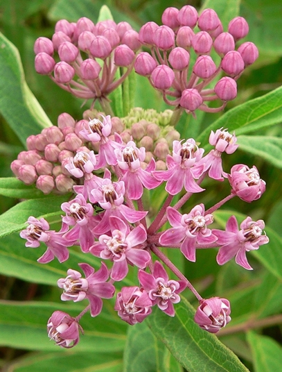 {Asclepias incarnata}